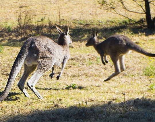 カンガルーを<strong>追いかける</strong>夢