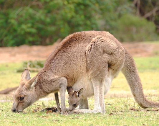 カンガルーの赤ちゃんを出産する夢