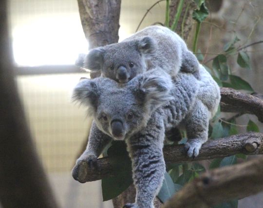 コアラが出産する夢