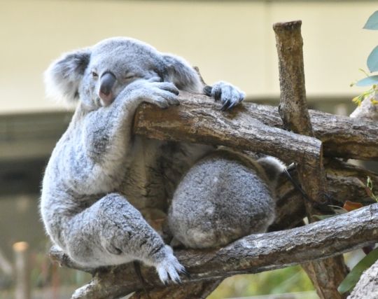 コアラを探す夢