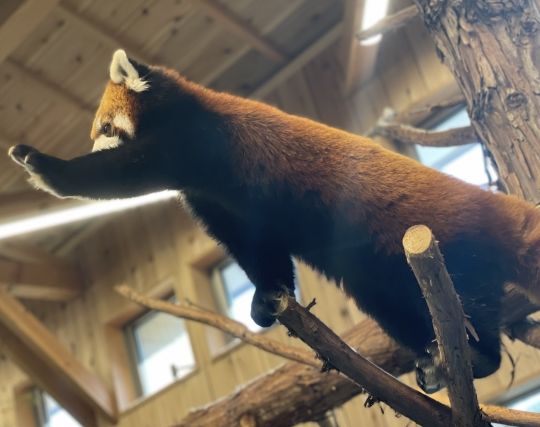 レッサーパンダを飼う夢