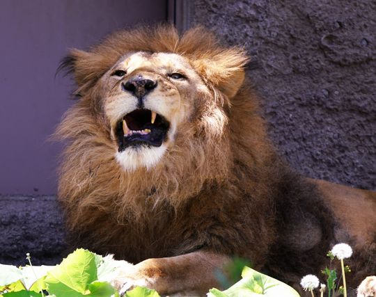ライオンに怒られる夢