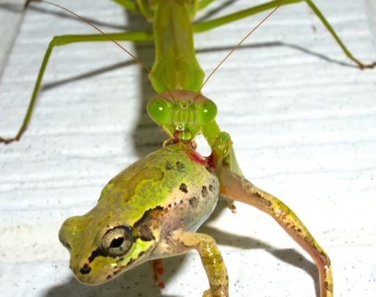 <strong>カマキリ</strong>に殺されそうになる夢