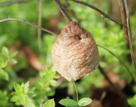 カマキリが産卵する夢