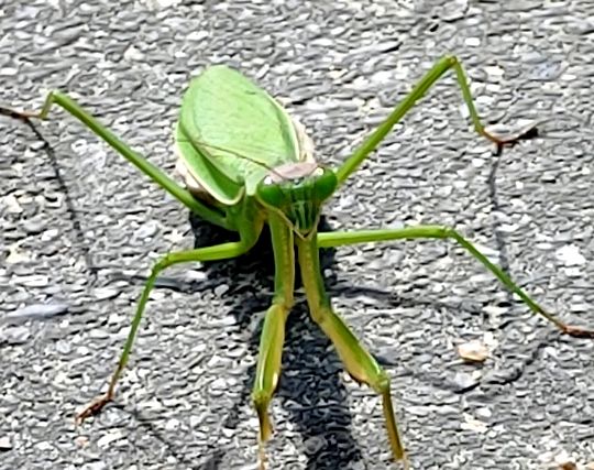 カマキリが吐く夢