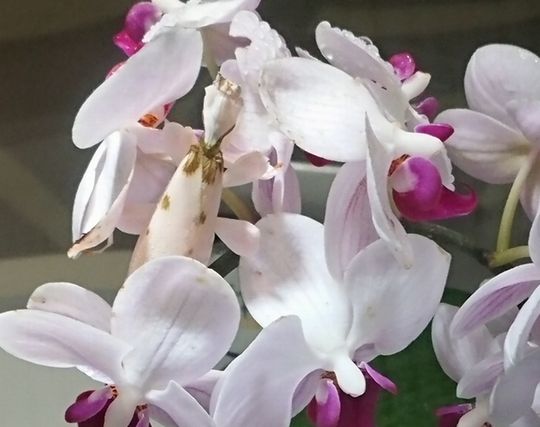 白いカマキリの夢