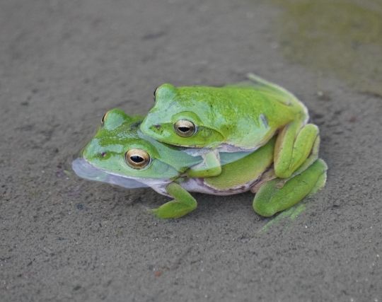 カエルが結婚する夢