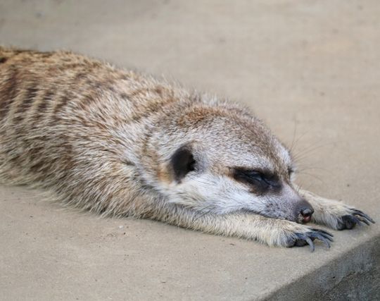 ミーアキャットが倒れる夢