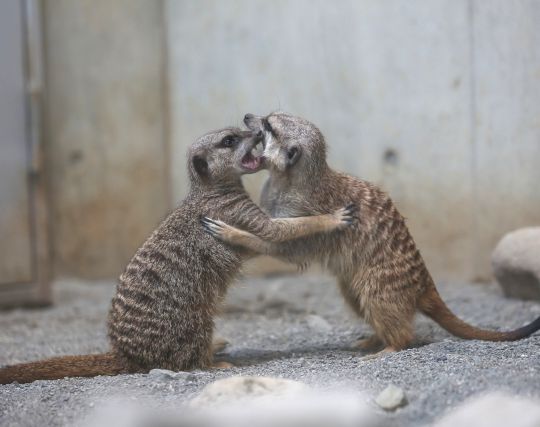 ミーアキャットが<strong>喧嘩する夢</strong>