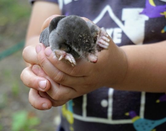 モグラが吐く夢