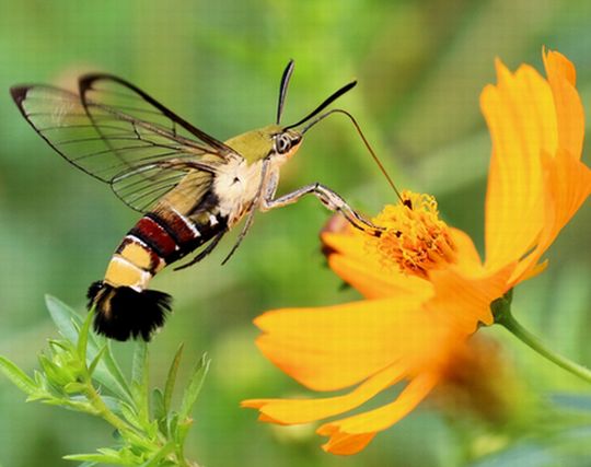 蛾が花の蜜を吸う夢
