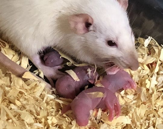 ネズミが出産する夢