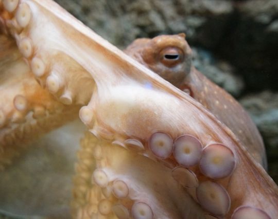 タコが浮気される夢