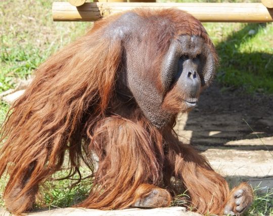 オラウータンに追い<strong>かけら</strong>れる夢