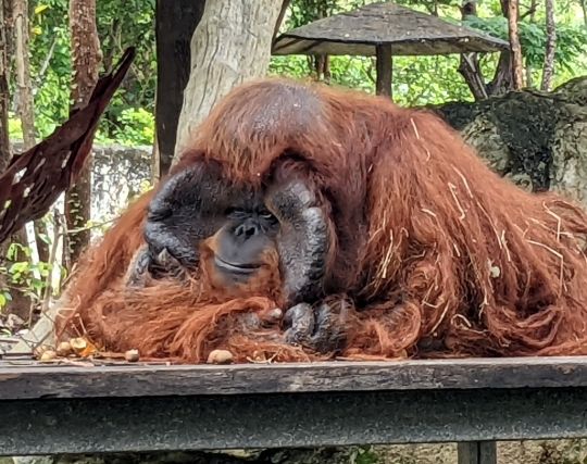 オラウータンが倒れる夢