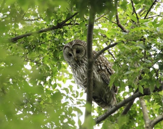 フクロウに呪われる夢