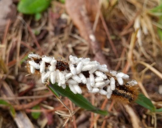 寄生虫が獲物を捕まえる夢