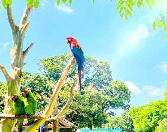 インコに逃げられる夢