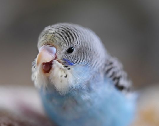 インコが<strong>楽しい夢</strong>