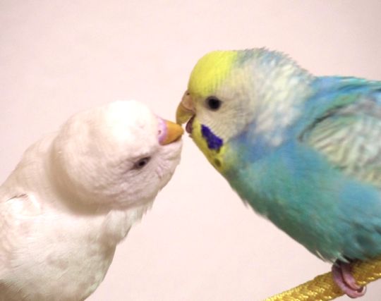 インコにキスされる夢