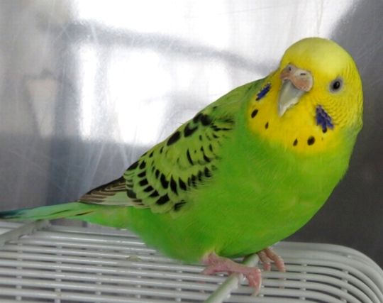 インコを<strong>飼う</strong>夢