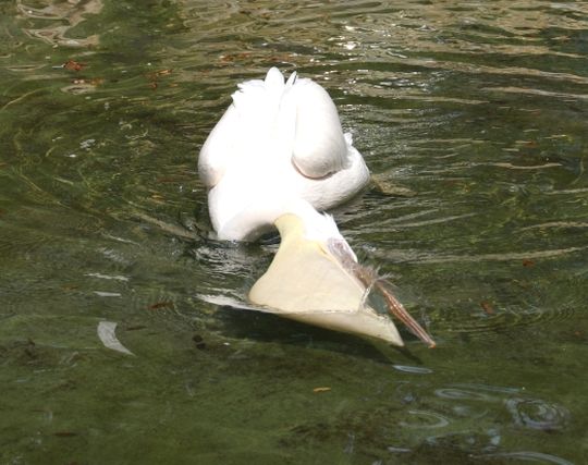 ペリカンが吐く夢