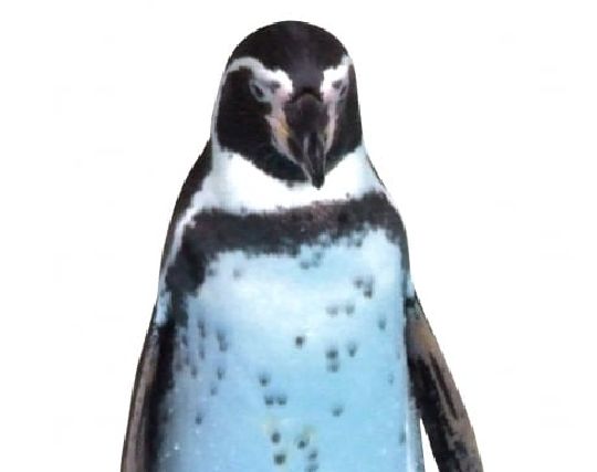 水族館のペンギンの夢