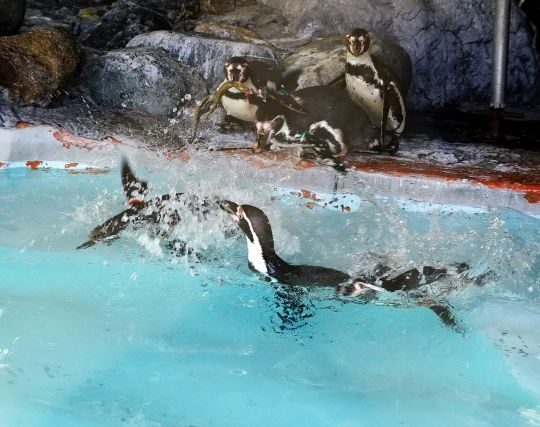 ペンギンが楽しい夢