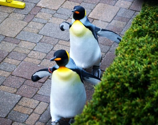 <strong>ペンギン</strong>が遅刻する夢