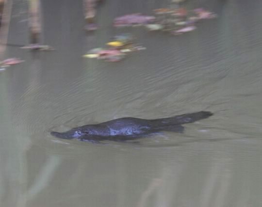 カモノハシが泳ぐ夢