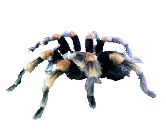 怖い毒蜘蛛を飼い慣らす夢