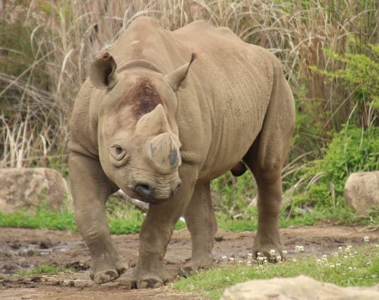 怖い夢 動物 創造物 人工物が怖い夢の夢占い ゆめの夢占い