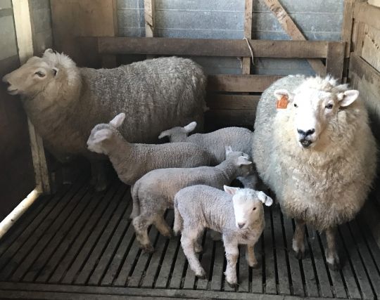 羊が出産する夢