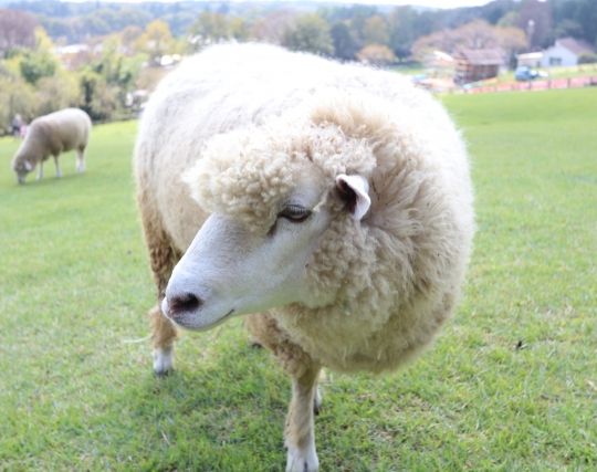 羊を飼う夢