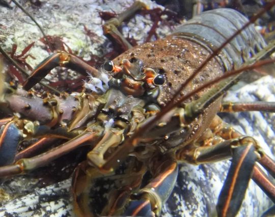 海老に殺される夢