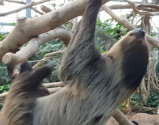 ナマケモノを<strong>追いかける</strong>夢