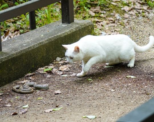 蛇が死ぬ夢