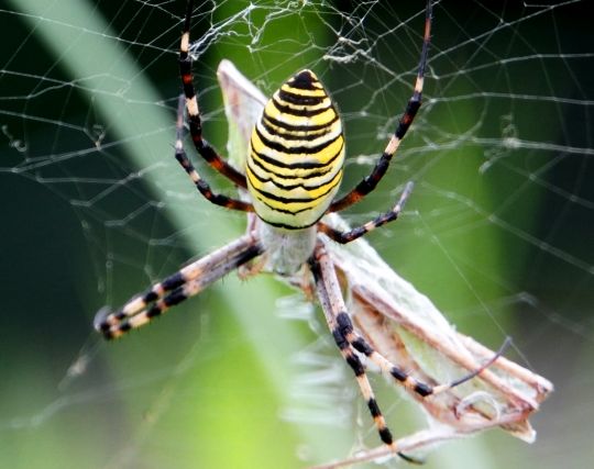 蜘蛛が獲物を<strong>捕まえる</strong>夢