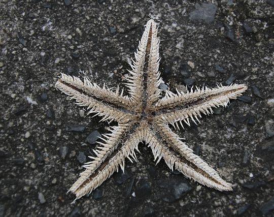 ヒトデが殺される夢