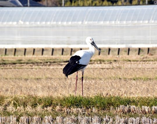 コウノトリに逃げられる夢