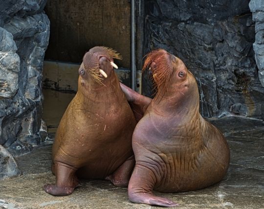 セイウチが結婚する夢