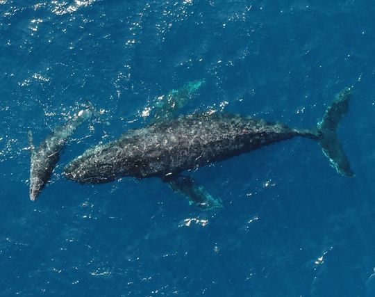 クジラの赤ちゃんを出産する夢