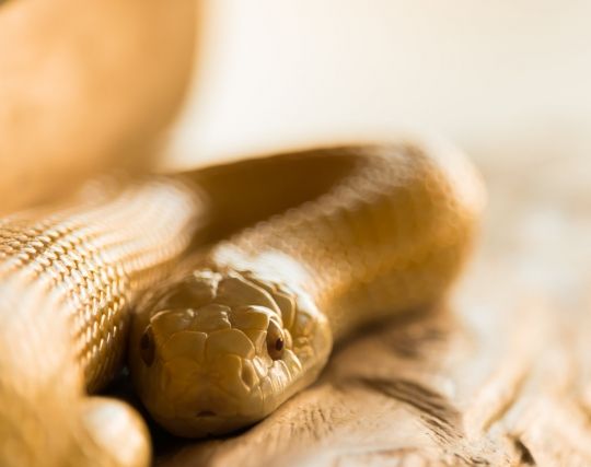 蛇の夢の夢占い ゆめの夢占い