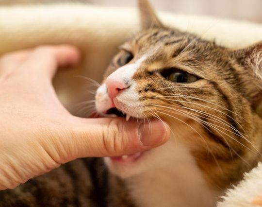 噛む夢 噛まれる夢 人以外の何かに噛まれる夢の夢占い 夢の夢占い