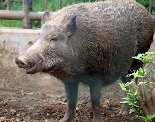 イノシシの夢の夢占い 夢の夢占い