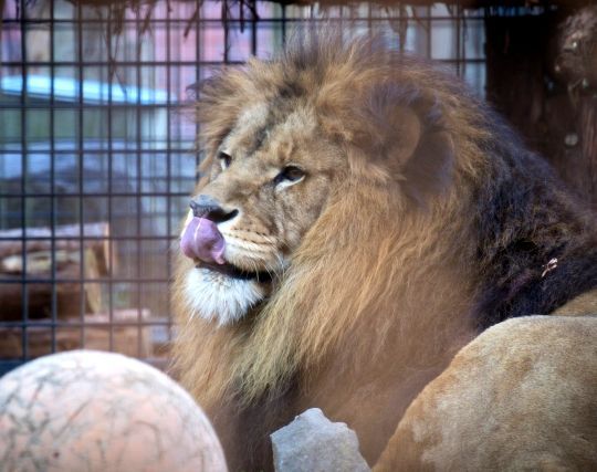 いじめる夢 動物や創造物をいじめる夢の夢占い 夢の夢占い