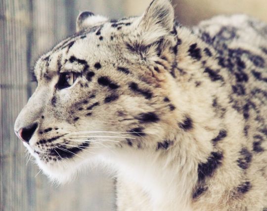 告白する夢 人以外の何かに告白する夢の夢占い 夢の夢占い