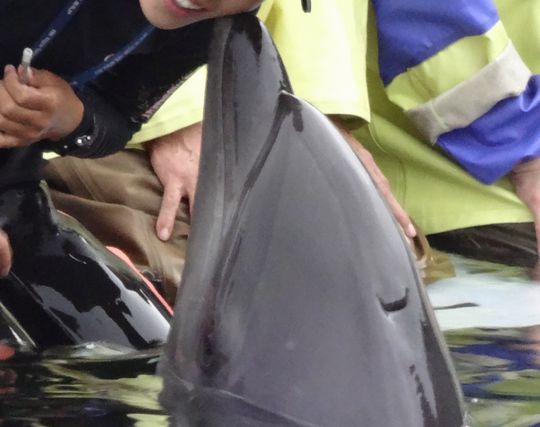 キスする夢 人以外の何かがキスする夢の夢占い ゆめの夢占い