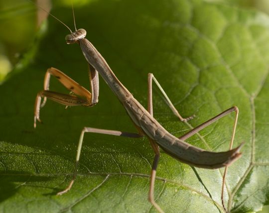 カマキリの夢の夢占い ゆめの夢占い