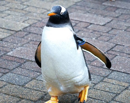 夢占い ペット 文鳥 川 安い